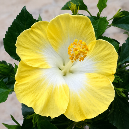 Hardy hibiscus parent-flower reference 23 — seedling blooms may vary