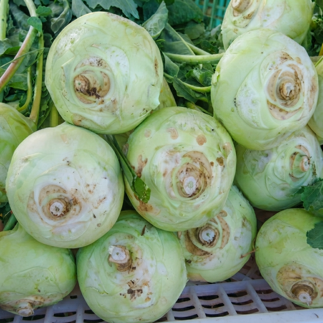 50 Giant White Kohlrabi Seeds – Heirloom German Turnip | Sweet Root Vegetable