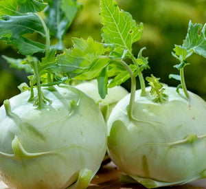 50 Giant White Kohlrabi Seeds