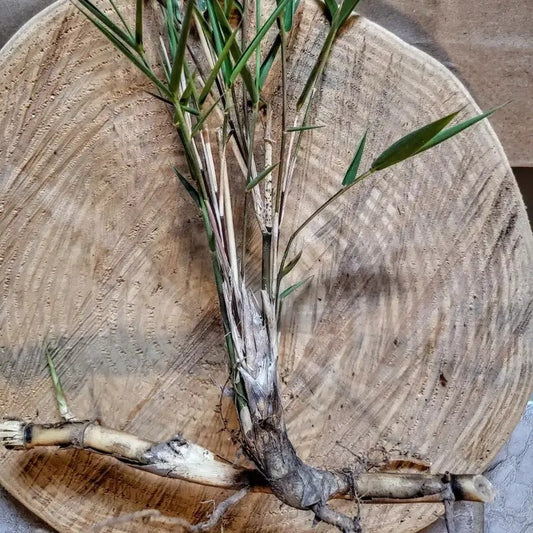Freshly Dug Giant River Cane Root with Healthy Growth