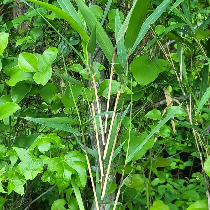 Hardy Giant River Cane Shoots Growing Tall in the Wild