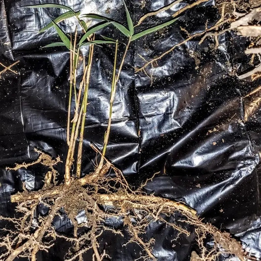 Rooted Giant River Cane Rhizome with Bud – Arundinaria Gigantea