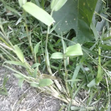 1 Giant River Cane Rooted - Arundinaria Gigantea