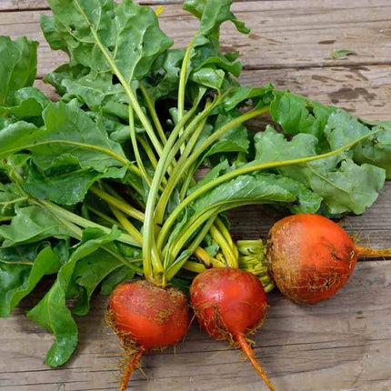 Golden Detroit beets with orange skins and leafy green tops