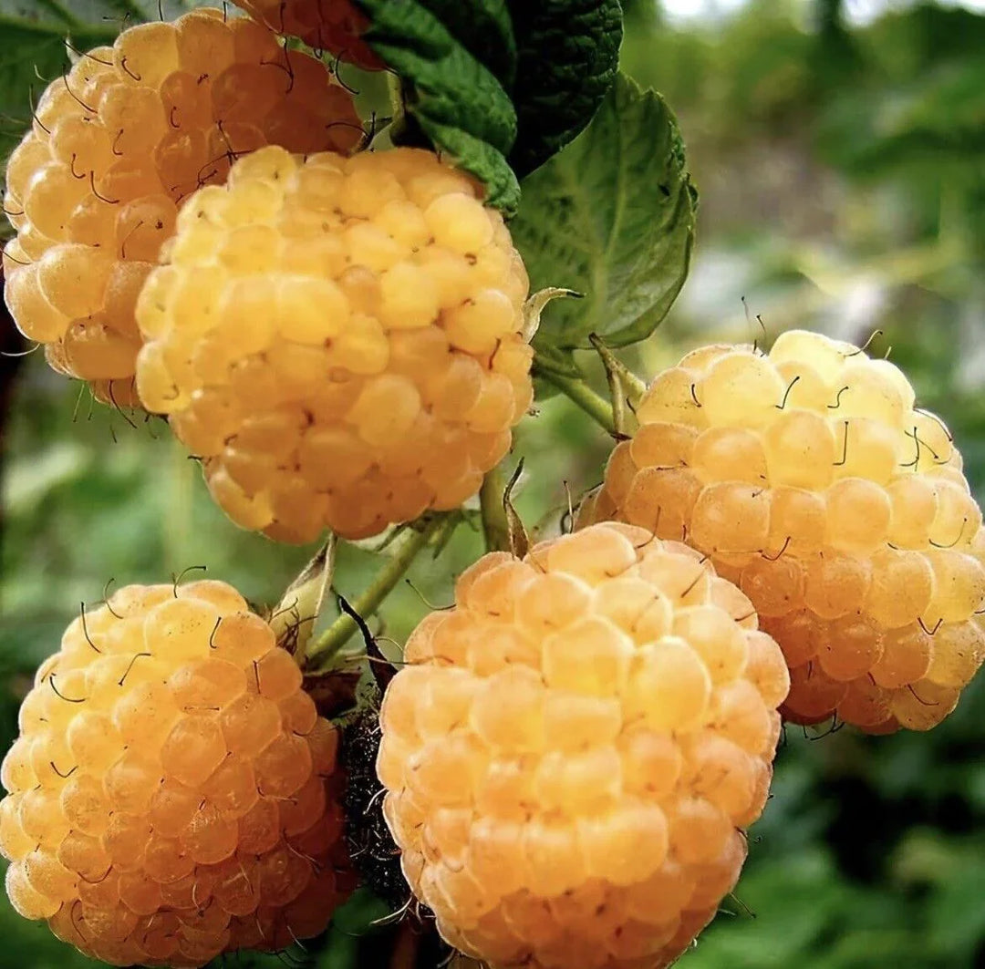 Golden Raspberry Seeds for Sale – Sweet Yellow Raspberry Plants, image size:1080x1063