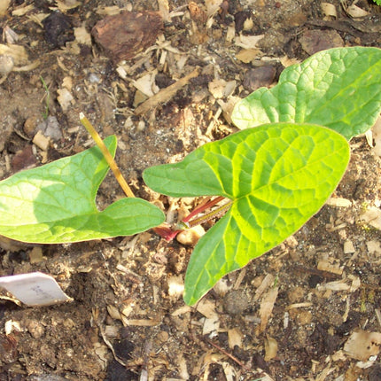 Young Good King Henry plant with green arrow-shaped leaves growing in soil