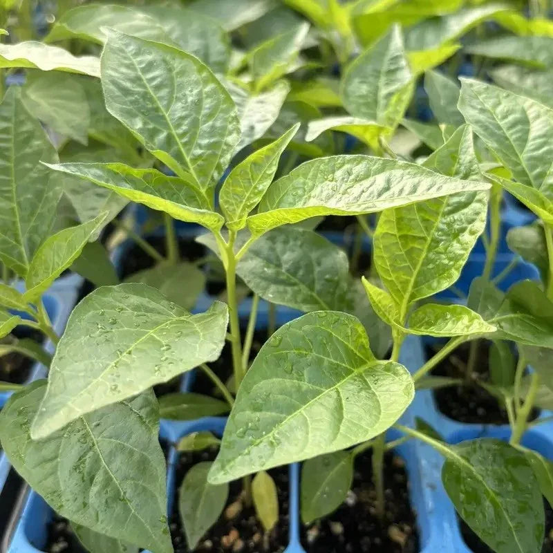 Green Jalapeño Chili – 3 Live Hot Pepper Plants - Seed World