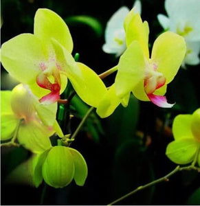 20 Exotic Rare Orchid Seeds