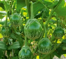 50 Green Thai Eggplant Seeds