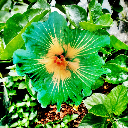 20 Green Yellow Hibiscus Seeds