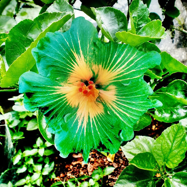 20 Green Yellow Hibiscus Seeds