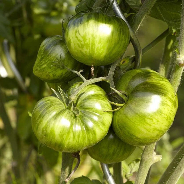 Green Zebra tomatoes with green stripes growing on the vine