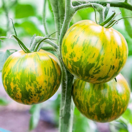Ripe Green Zebra tomatoes showing yellow-green skin and darker stripes