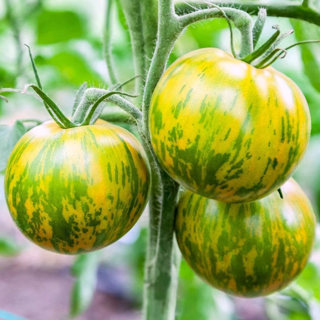 Ripe Green Zebra tomatoes showing yellow-green skin and darker stripes