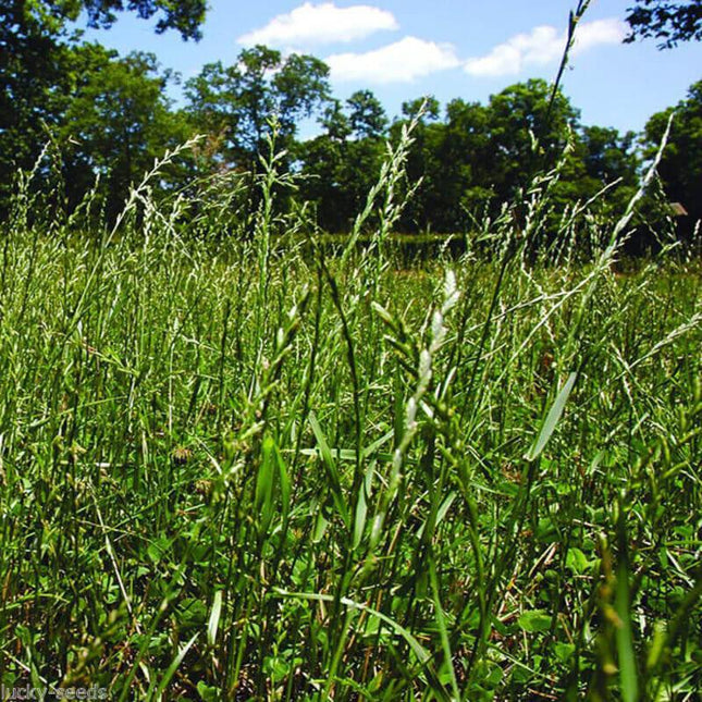 Gulf Annual Ryegrass (Cool Climate Grass Seeds) - (1/4 lbs. Sampler Packet) - Seed World