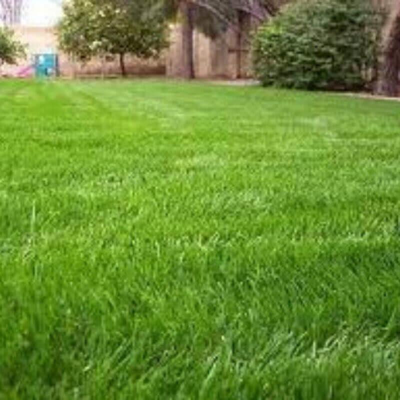 Gulf Annual Ryegrass (Cool Climate Grass Seeds) - (1/4 lbs. Sampler Packet) - Seed World