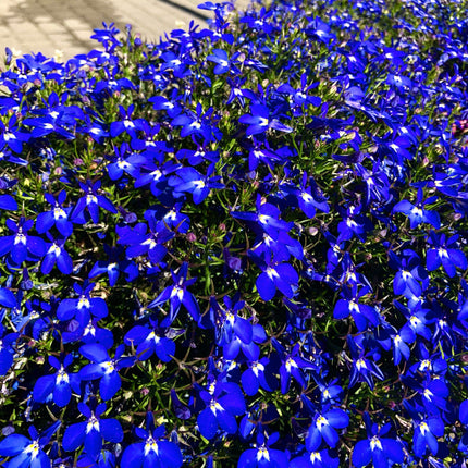 Half Moon Lobelia erinus with blue flowers and white eyes in a full plant display