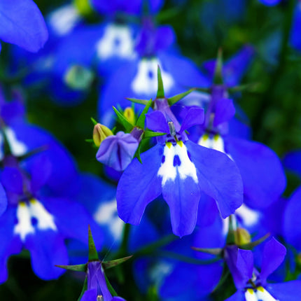 Close-up of Half Moon Lobelia erinus blue petals and contrasting white flower centers