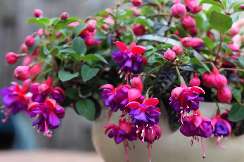 50 Hardy Fuchsia Seeds