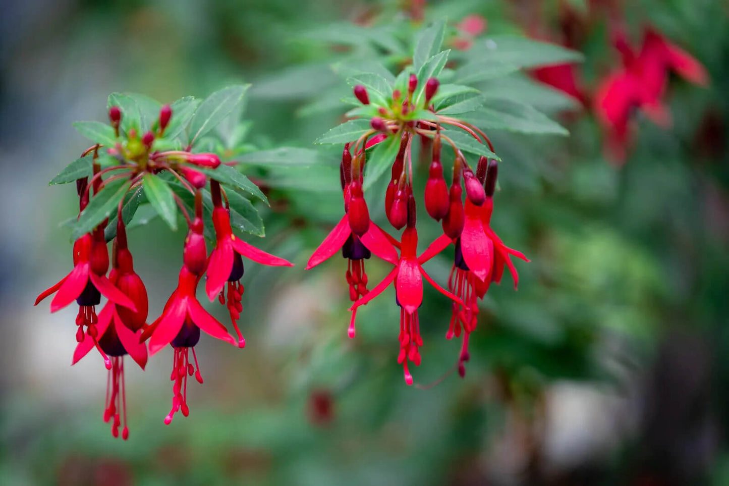50 Hardy Fuchsia Seeds