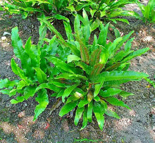 1000 Hardy Tongue Fern Spores Seeds