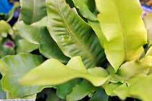 1000 Hardy Tongue Fern Spores Seeds