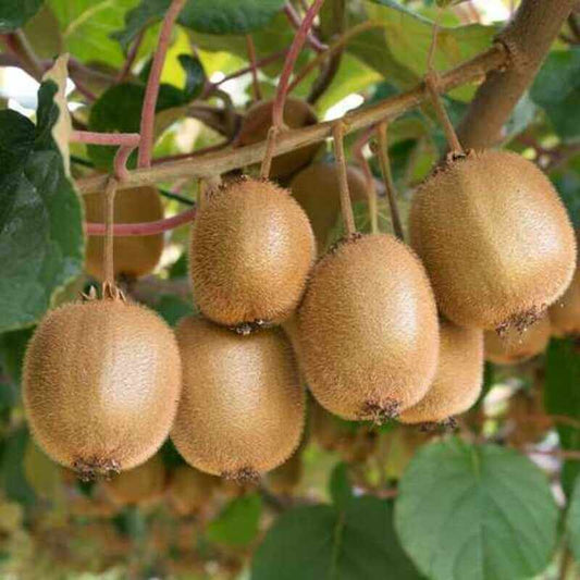 Hayward kiwi fruits growing on vine