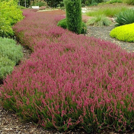 Row of pink flowering plants in a garden setting with greenery and a path.