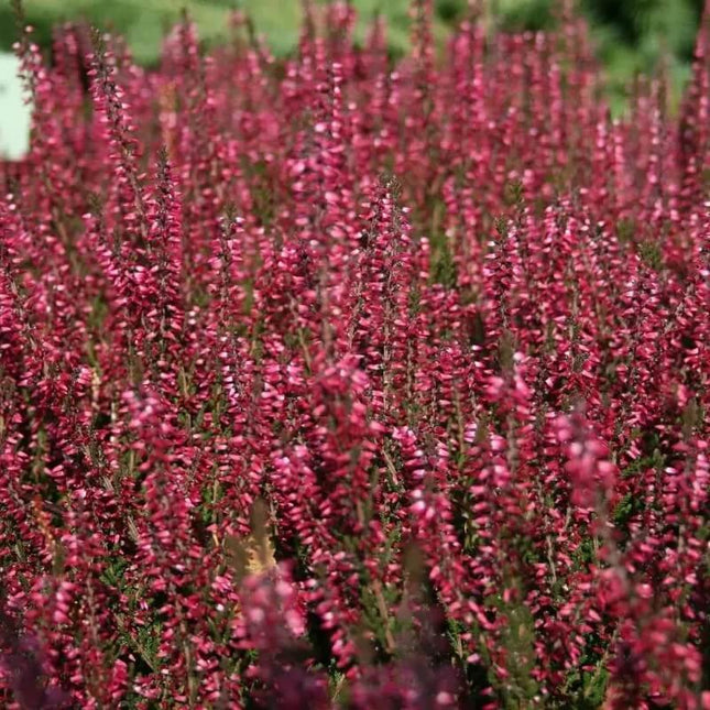 Field of pink heather flowers with a blurred green background
