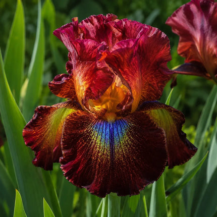 Heirloom Iris Burgundy Sunset