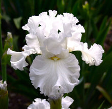 20 Heirloom Iris Seeds