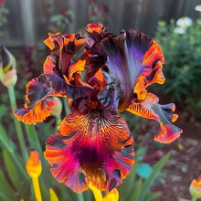 20 Heirloom Iris Seeds