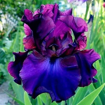 20 Heirloom Iris Seeds