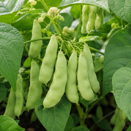 Henderson Baby Lima Bean pods