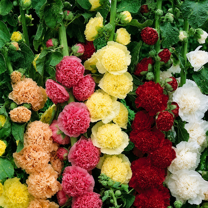 Summer Carnival Mix Hollyhock Seeds - 50