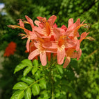 Peach Pink