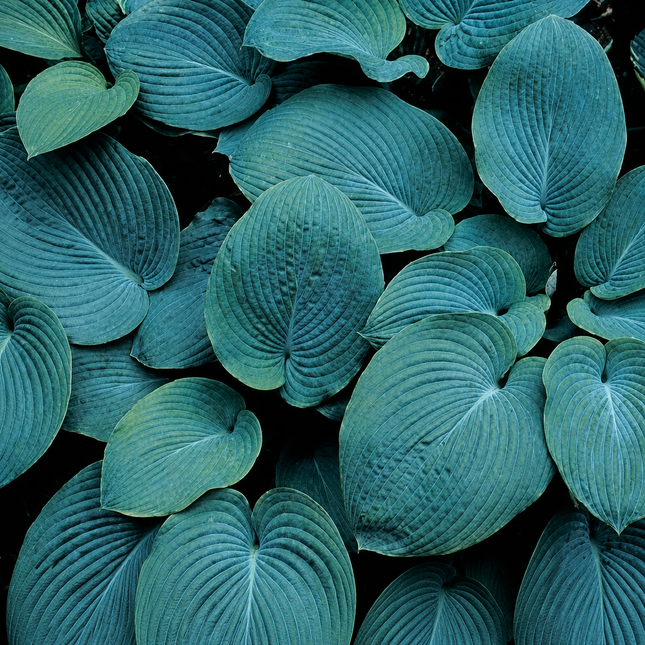 10 Hosta Elegans Shade Flower Seeds