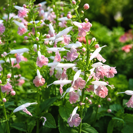 40 Hummingbird Coral Nymph Salvia Seeds