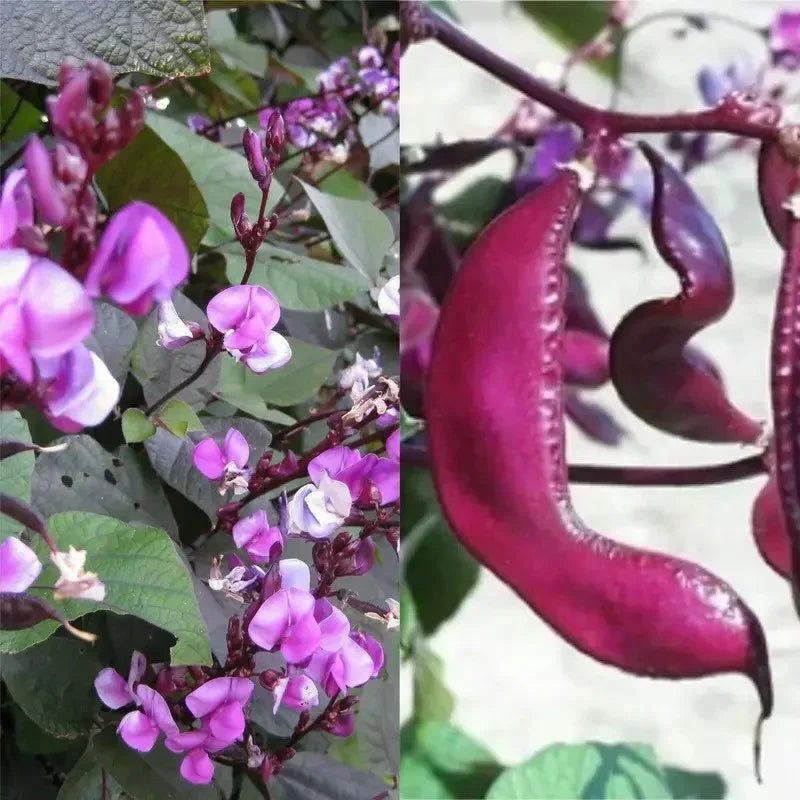 Hyacinth Bean Seeds - Seed World