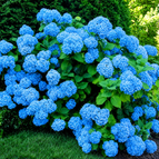 Bright Blue Hydrangea Seeds