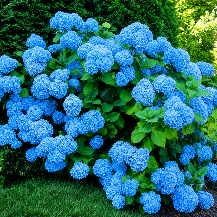 Hydrangea Seeds – Choose a Parent Flower – parent plant reference; seed-grown results may vary 12