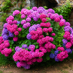 Fuchsia Pink Hydrangea Seeds