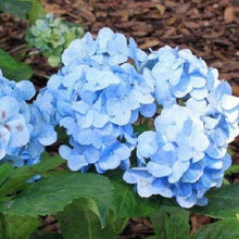 5 Hydrangea Paniculata Flower Seeds