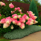Strawberry Cream Hydrangea