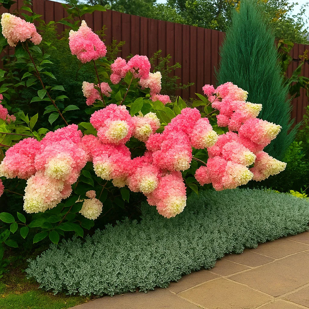 Hydrangea Paniculata Flower Seeds – Colorful Hardy Shrubs for Your Garden - Seed World