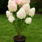 Ivory Pink Hydrangea