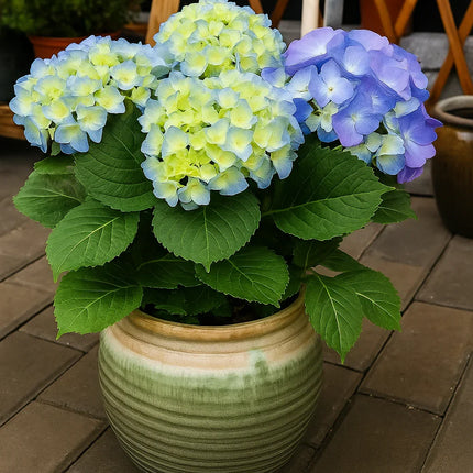 Hydrangea Paniculata Flower Seeds – Colorful Hardy Shrubs for Your Garden - Seed World
