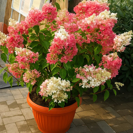 Hydrangea Paniculata Flower Seeds – Colorful Hardy Shrubs for Your Garden - Seed World