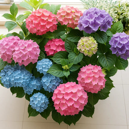 Hydrangea Paniculata Flower Seeds – Colorful Hardy Shrubs for Your Garden - Seed World