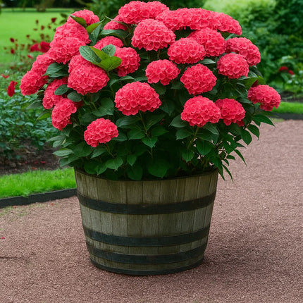 Hydrangea Paniculata Flower Seeds – Colorful Hardy Shrubs for Your Garden - Seed World